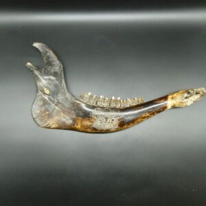 Masques Taotie gravés sur mâchoire de buffle de la culture de Liangzhu  3ème millénaire av. J.C.